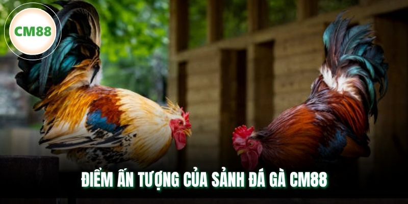Điểm ấn tượng của sảnh đá gà CM88