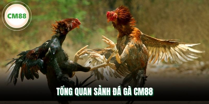 Tổng quan sảnh đá gà CM88