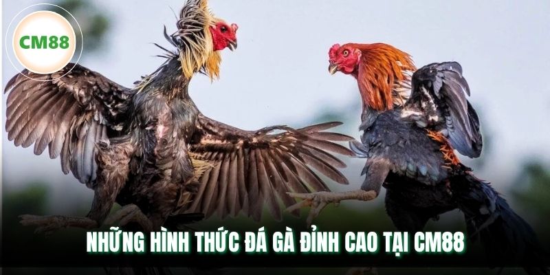 Những hình thức đá gà đỉnh cao tại CM88